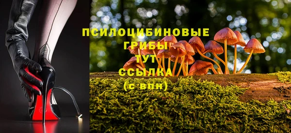 стаф Новозыбков